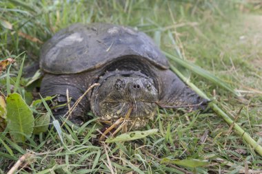 Büyük tatlı su kaplumbağa ortak yapışma kaplumbağa, Chelydra serpentina.