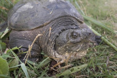 Büyük tatlı su kaplumbağa ortak yapışma kaplumbağa, Chelydra serpentina.