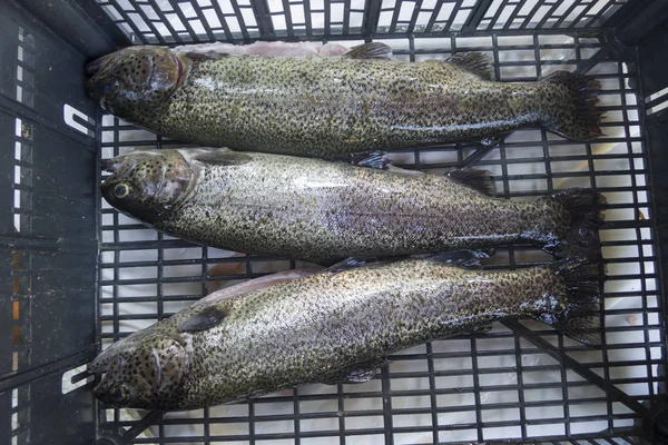 Trout Fish Freshly Caught Ready Cook Wood Barbecue — Stock Photo, Image