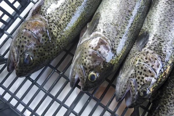 Trout Fish Freshly Caught Ready Cook Wood Barbecue — Stock Photo, Image