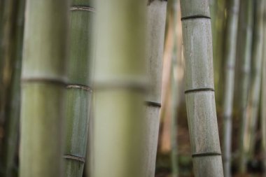 Bambu kaynaklanıyor gölge detay.
