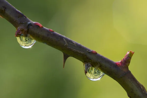 Detail of Dew water drops on Rose twig with buds.