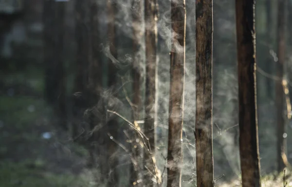 Water Evaporation Bamboo Stems Heated Morning Sun — Stock Photo, Image