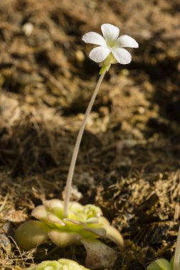 Pinguicula bitkisinin bitkileri ve çiçekleri.