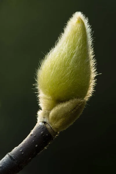 寒さから守るために髪で覆われたマグノリアの花の芽 — ストック写真
