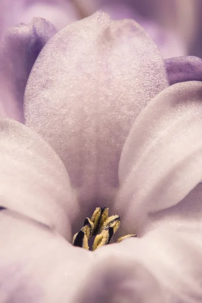 Hyacinthus Flowers Close Bulbous Fragrant Flowering Plants — Stock Photo, Image