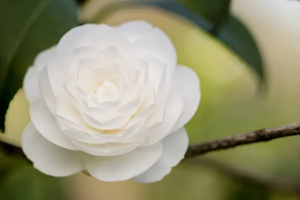 Λεπτομέρεια Από Λουλούδι Camelia Λευκά Γκρι Και Κίτρινα Πέταλα — Φωτογραφία Αρχείου