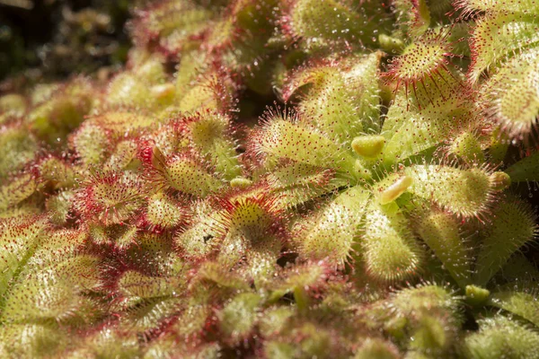 Sluneční Hmyzožravé Rostliny Červenými Lepkavými Kapkami — Stock fotografie