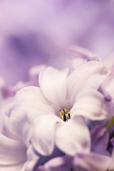 Hyacinthus Flowers Close Bulbous Fragrant Flowering Plants — Stock Photo, Image