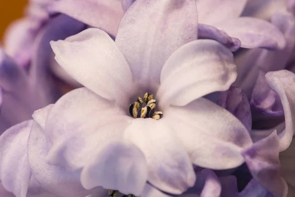 Flores Hyacinthus Cerca Bulbosas Plantas Con Flores Fragantes —  Fotos de Stock