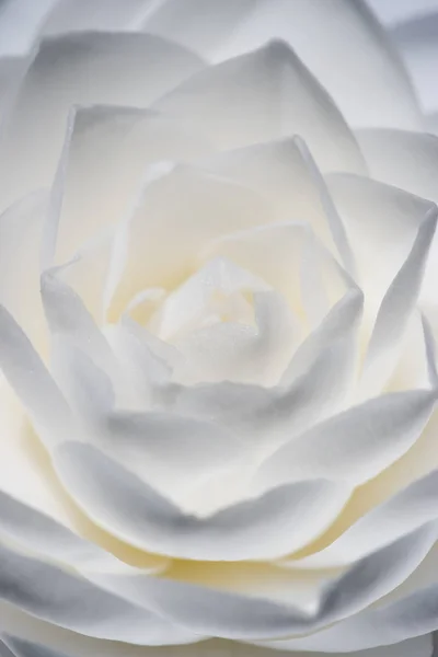 Detail Camelia Flower White Grey Yellow Petals — Stock Photo, Image