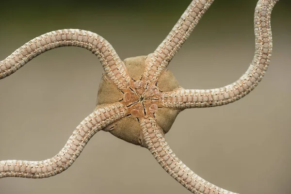 Ventral side of a brittle starfish — Stock Photo, Image