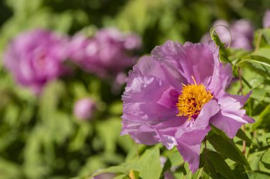 Pembe ve sarı paeony çiçekler i