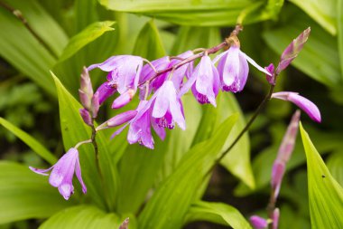 Çin pembe urn orkide Bletilla Striata