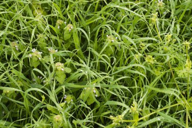 Yağmur damlalı çimenler.