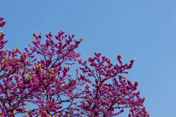 Srping flor de cerezo —  Fotos de Stock