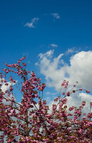 Fiore di ciliegio strisciante — Foto Stock