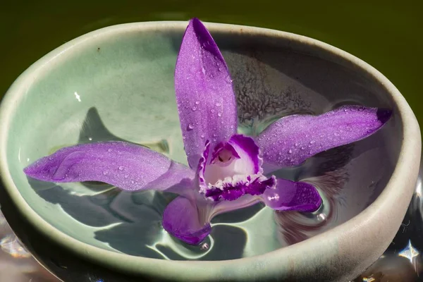 Orchidea rosa su cubo di vetro — Foto Stock