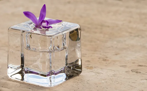 Orquídea rosa em cubo de vidro — Fotografia de Stock