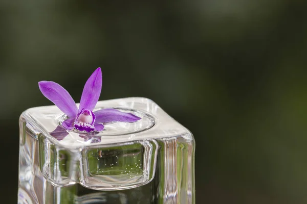 Pink orchid on glass cube — Stock Photo, Image