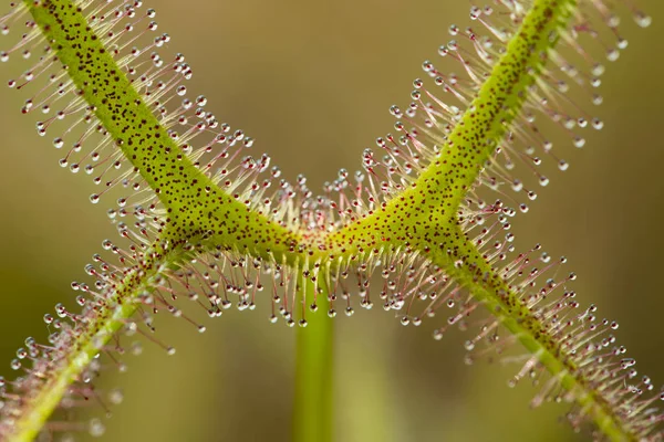 Bir Drosera sundew etobur bitki nin yaprağının detayı — Stok fotoğraf