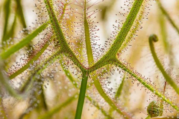 Détail de la feuille d'une plante carnivore Drosera sundew — Photo
