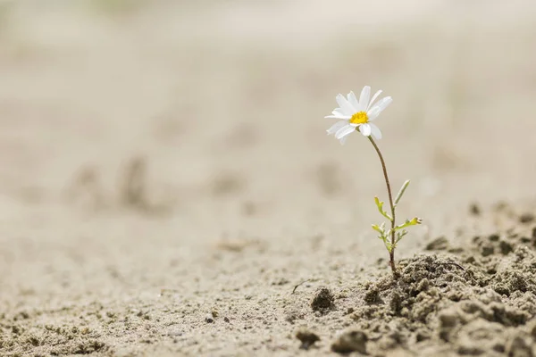 Fleur de marguerite fleurissant sur un désert de sable — Photo