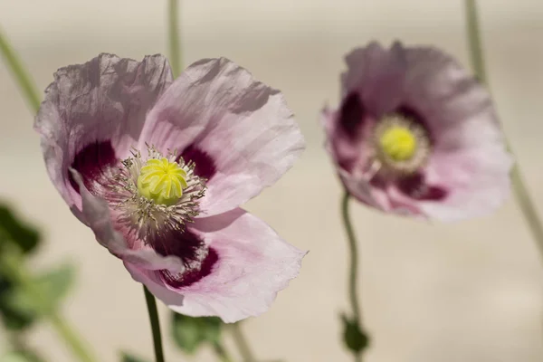 Flowers and seed pods of opium poppy plant — Stock Photo, Image