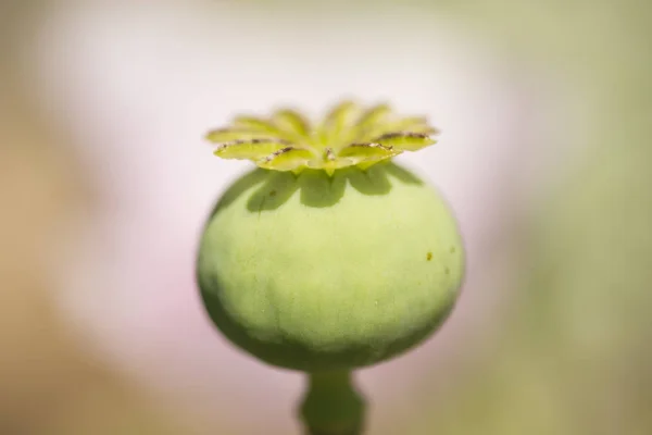 Flores e vagens de sementes de plantas de papoila de ópio — Fotografia de Stock