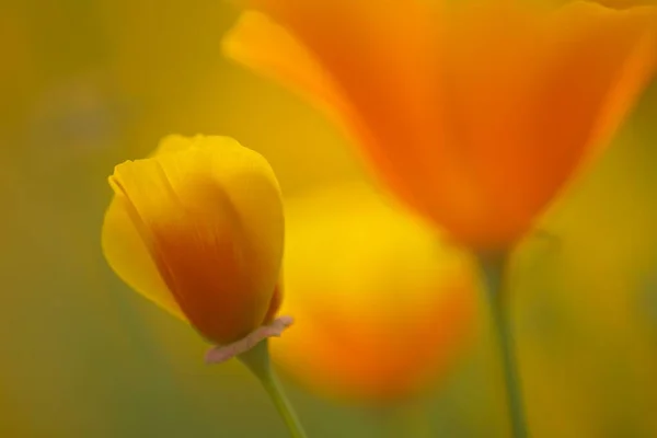 Fechar Acima Flores Douradas Papoula Califórnia Flor Cheia — Fotografia de Stock