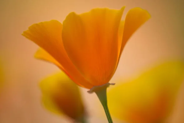 Close Flores Papoula Dourada Califórnia — Fotografia de Stock