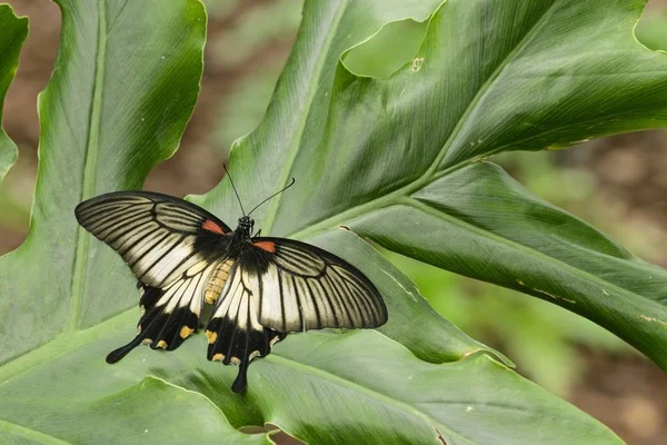 Tropikal kelebek makro çekim — Stok fotoğraf