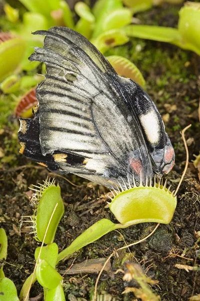 Tropisk fjäril fångas upp av en Venus FLUGFÅNGARE köttätande växt. — Stockfoto