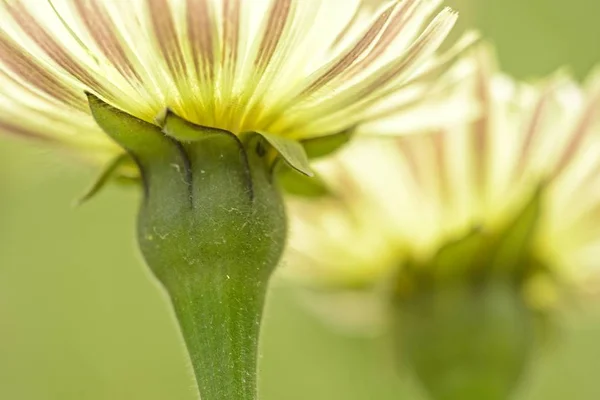 Nær gule løvetann-blomster sett nedenfra – stockfoto