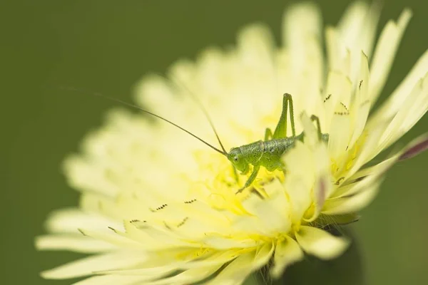 Grön gräshoppa på gul maskros blomma — Stockfoto