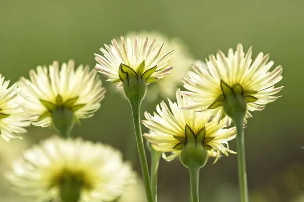 Close up of yellow dandelion flowers from underneath view — Stock Photo, Image