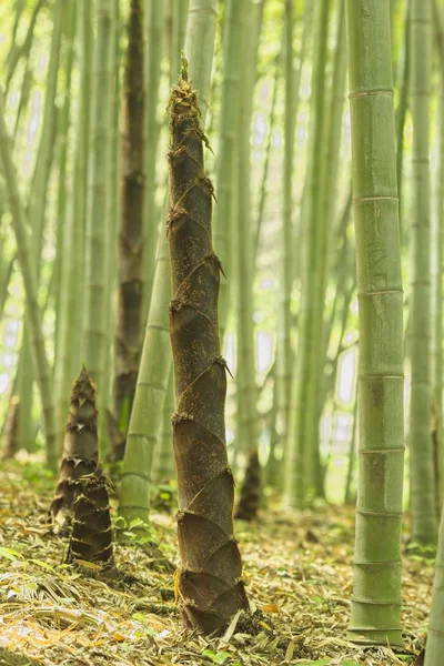 Brown buds of bamboo plants