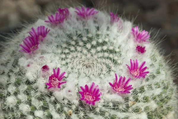 Pink and red flowers on top of a cactus plant. — Stock Photo, Image