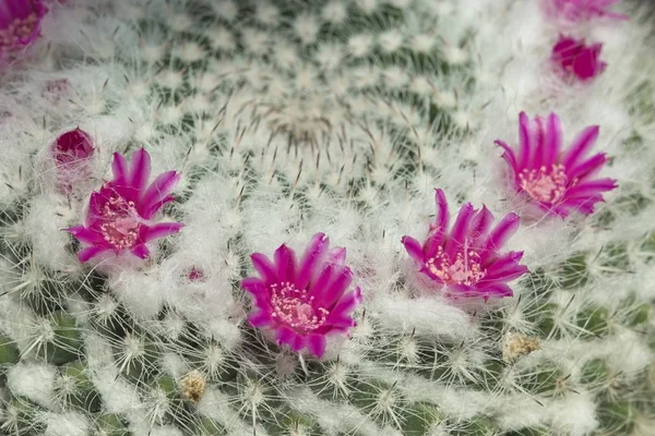 Fiori rosa e rossi sulla cima di una pianta di cactus . — Foto Stock