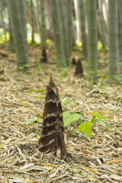 Bamboe planten toppen — Stockfoto