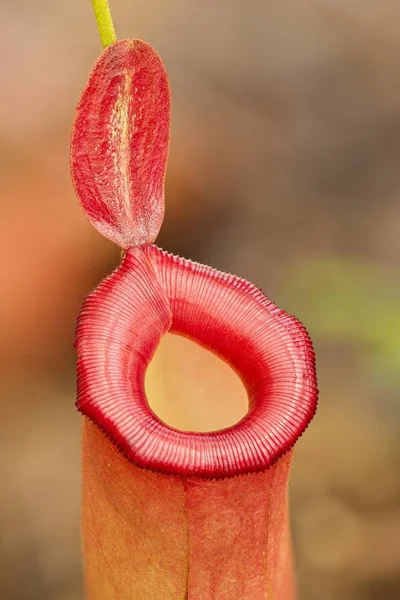 Rote Schlauchfalle der nepenthes fleischfressenden Pflanze. — Stockfoto