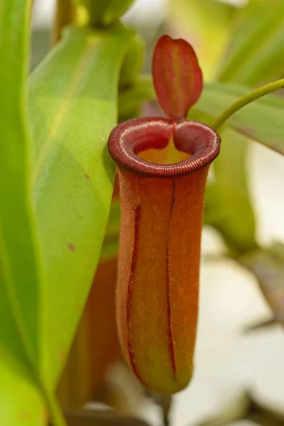 Red pitcher trap of Nepenthes Carnivorous plant. — Stock Photo, Image