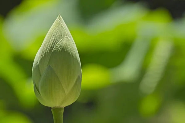 Lotus liści roślin i Bud. — Zdjęcie stockowe