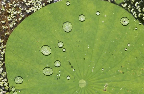 Lotus feuilles de plantes et bourgeon . — Photo