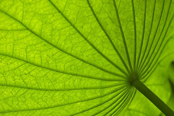 Lotus växt blad och knopp. — Stockfoto