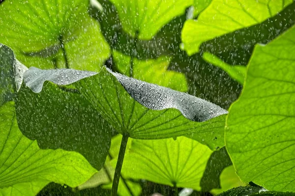 蓮の植物の葉と芽. — ストック写真