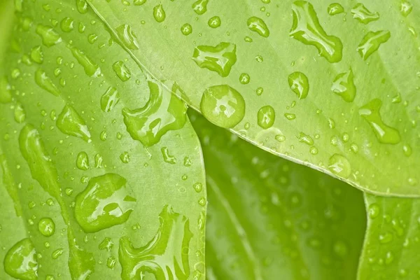 Detalhe de gotas de água da chuva na folha verde — Fotografia de Stock