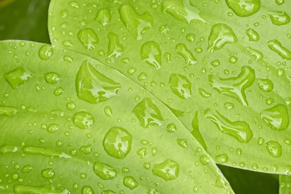 Szczegół kropli wody deszczowej na zielonym liściu — Zdjęcie stockowe