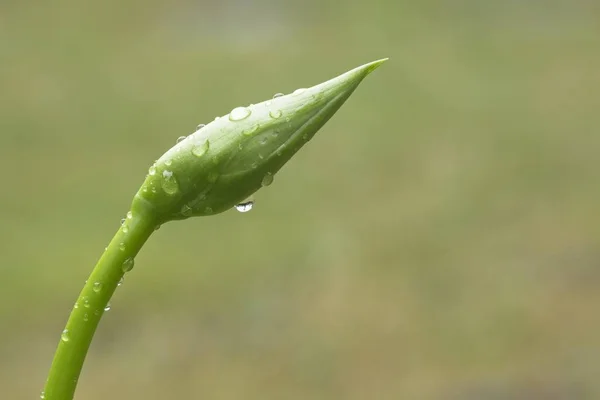 Detail der Regentropfen auf Knospen der Hosta-Pflanze. — Stockfoto