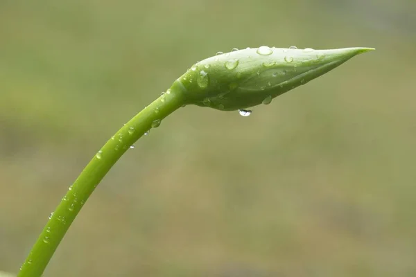 Detail der Regentropfen auf Knospen der Hosta-Pflanze. — Stockfoto